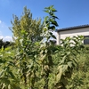 畑へ行ったけど、汗がすごかった～。夏の畑仕事はちょっと辛い