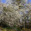 ウンナンザクラ（雲南桜）