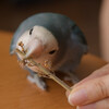 らくちゃんモリモリ食べて元気