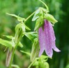 「佐久の季節便り」、「蛍袋（ほたるぶくろ）」・「雨降り花」が、雨に濡れて…。