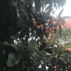 枇杷