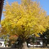 松原八幡神社の大イチョウ