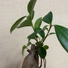 夏を乗り越えた植物たち