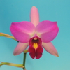 Laelia anceps f.barkeriana`Ten'