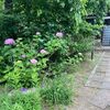 2025年の仙台の【あじさい寺（資福寺）】、６月下旬でもほとんど咲いていませんでした。