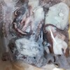 昨日もオクトパッシング！