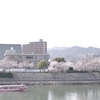 桜満開