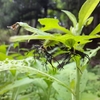 岩手での虫採り初日。ベニカメノコハムシ