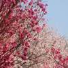河口湖 紅葉まつり ２０２２年 期間は？