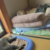 暑い日は続く