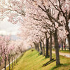 狭山池公園の桜 2022 ～ 前編