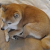 おねむ、だよ