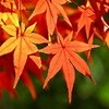 【虎渓山永保寺の紅葉」