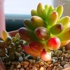セダムとカランコエ