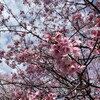 春のお彼岸を迎えた西方寺の花たち