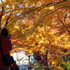 【北小金】松戸本土寺の最後の紅葉 を Nikon Df で。 December 2019