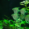 スカラレエンゼル Pterophyllum scalare