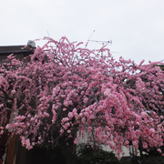 読売 新聞 よみ ほっと 数 独