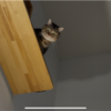 あんちゃんがキャットウォークを使ってくれました
