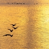 琵琶湖夕景　（カテゴリーについて）