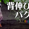 0922【アレチウリがカルガモに食べられる】亀が3種類アカミミクサガメスッポン、スズメの水浴び、カワセミ飛び込み、チョウゲンボウ飛翔など【今日撮り野鳥動画まとめ】 #身近な生き物語