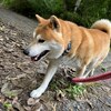 老犬ホームあん｜新人さんリョウ^^