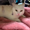 しょぼい骨折・・・