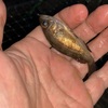 ジャンボタニシ仕込んだ蟹網を海水領域に仕掛けたら、とりあえずヒットした。このまま継続しようか。