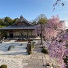 圓光寺の春🌸-枝垂れ桜とミツバツツジ -（追記あり）