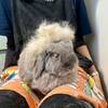 つきのブラッシングデー！ハロウィン仕様で写真撮影！
