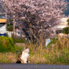 地元漁港のねこさん