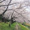 桜を見てきました