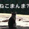 俺はねこまんまのことを何も知らずに生きてきた