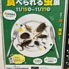 食べられる虫展で「タガメサイダー」と「サゴワーム」買ってきた♪