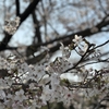 春の景色〜桜も咲いて。ハワイの気分を味わって来ました。数週間前ですが〜