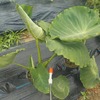 野菜にベニカベジフルを散布　一本ネギの畝の草取りと土寄せ　クロマメが発芽　スイカ・ズッキーニ・カボチャに人工授粉　ブルーベリーを2個収穫