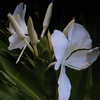 ９月9日　誕生日の花・花言葉・歌句