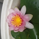 最愛の妻はマルファン症候群でした　　泣きながら生きていく