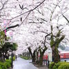 小田原城址公園散策　　桜