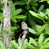 DxO PureRAW で野鳥写真をノイズ除去