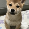 柴犬あきとの生活　29