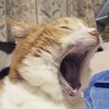 猫写真♯637