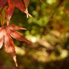 2016 紅葉　秩父・長瀞編