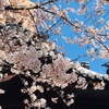 ４月８日。桜満開。