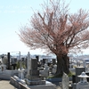 東山共同墓地の山桜・・