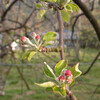 リンゴの花芽がでた。