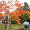 美味しい判官さまと紅葉【さっぽろ観光ナビ 北海道神宮編】