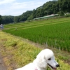 寺家ふるさとの森