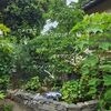 石積み花壇に植えている樹木の7月までの出来事～枯れたアジサイと徒長枝だらけのヤマボウシ～