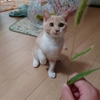 猫じゃらし